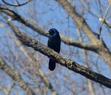 black bird on a tree branch in the forest