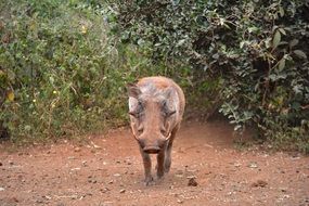 Warthog Pig in Wildlife portrait
