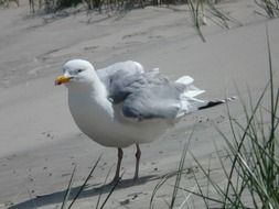 herring gull on the shore