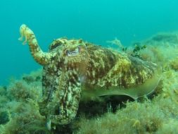 octopus in the underwater world