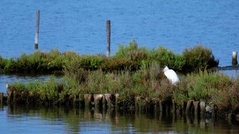 white Heron stands on grass at water