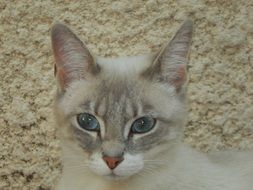 beautiful and amazing domestic Cat