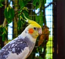 Beautiful colored parrot