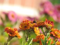bee is sitting on a yellow red flower