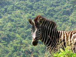 beautiful and cute Zebra