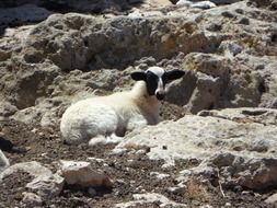lonely Lamb Sheep on rock resting