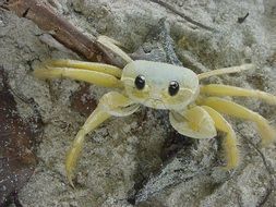 Brazil Crab