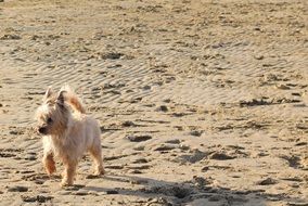 Cairn Terrier Dog