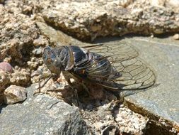 cicada on stone