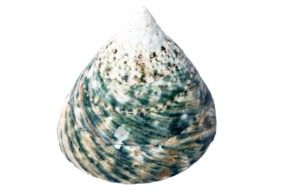 sea shell in the form of a pyramid