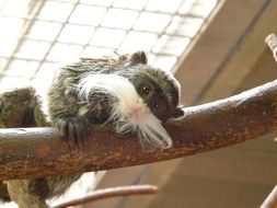Beautiful cute monkey on the tree