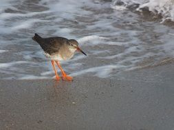 bird by the sea