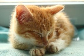 napping red kitten close-up on blurred background
