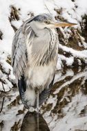 heron on the ground in the snow