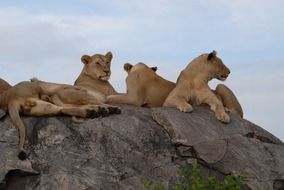 lions on stone in the wild nature of tanzania