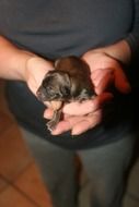 miniature puppy in hands