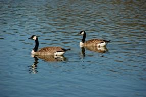 Wild Geese Geese Dike Idyll