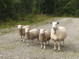 sheep with lambs stand on the road