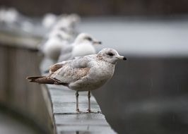 seagulls by the river