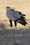 enchanting Secretary Bird