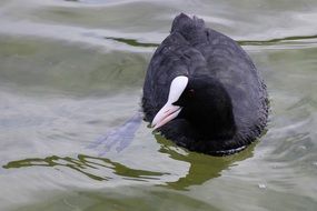 Ralle Coot Water
