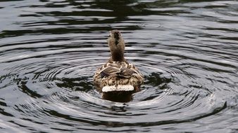 Duck bird goes away on the water