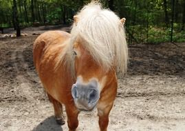 red Pony with white mane outdoor