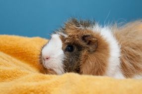 cavy, long haired Guinea Pig head close up