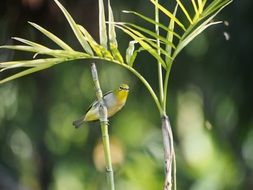 Green Embroidered Bird