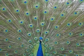 Peacock with beautiful feathers on its tail