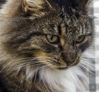 portrait of a norwegian forest cat