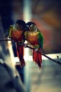 two parrots with colorful feathers on a branch