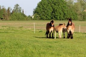 Mares with Foals on fenced lawn at summer