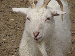 farm goat
