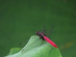 Beautiful red dragonfly on the leaf