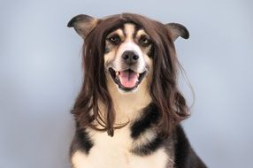 dog in a wig for portrait