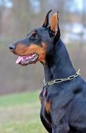 doberman with a chain around his neck