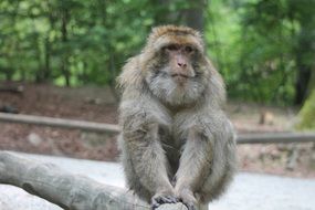 Rhesus Monkey sits on log in zoo