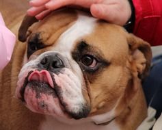 bulldog with long tongue close-up