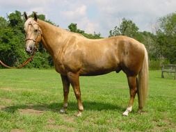 Palomino is a coat color in horses