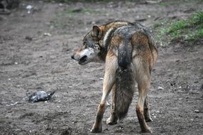 eurasian wolf in wildlife