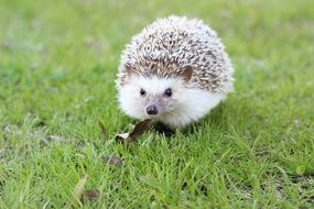 Adorable Hedgehog in the wildlife