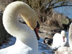 waterfowl swan
