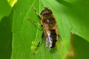 fly on a spring plant