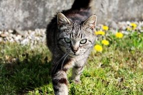 serious grey cat