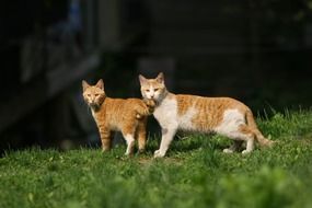 pair of ginger cats on green grass