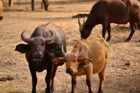 Buffalos on the farm