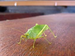 green grasshopper on a wooden table