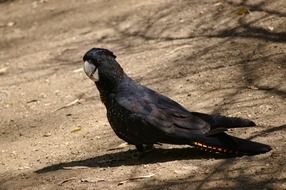 black cockatoo stands on the ground