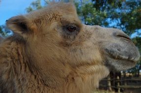 profile portrait of a camel